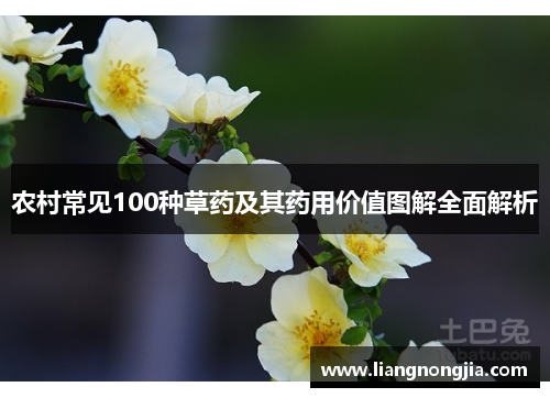 农村常见100种草药及其药用价值图解全面解析