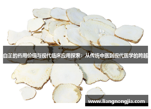 白芷的药用价值与现代临床应用探索：从传统中医到现代医学的跨越