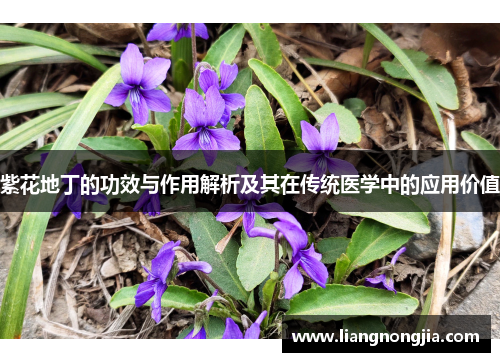 紫花地丁的功效与作用解析及其在传统医学中的应用价值